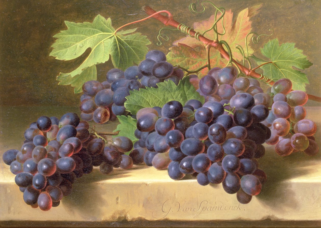 基于大理石壁架的葡萄静物画 作者 杰拉德范斯潘东克