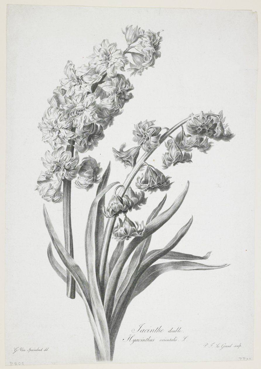 风信子双，来自自然花卉，c.1800（点画雕刻） 作者 杰拉德范斯潘东克