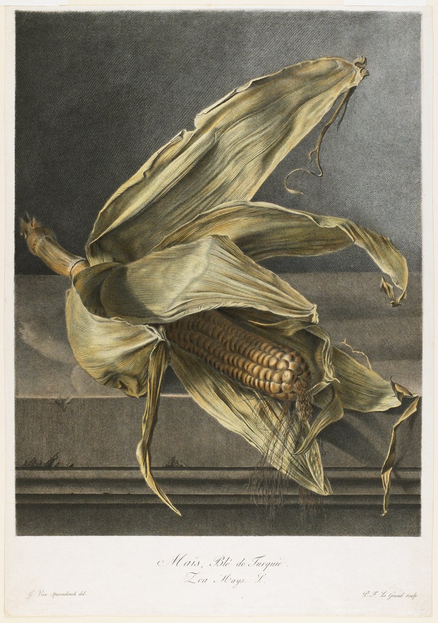 但是，土耳其的小麦，来自大自然的花，c.1800（手工点画雕刻） 作者 杰拉德范斯潘东克