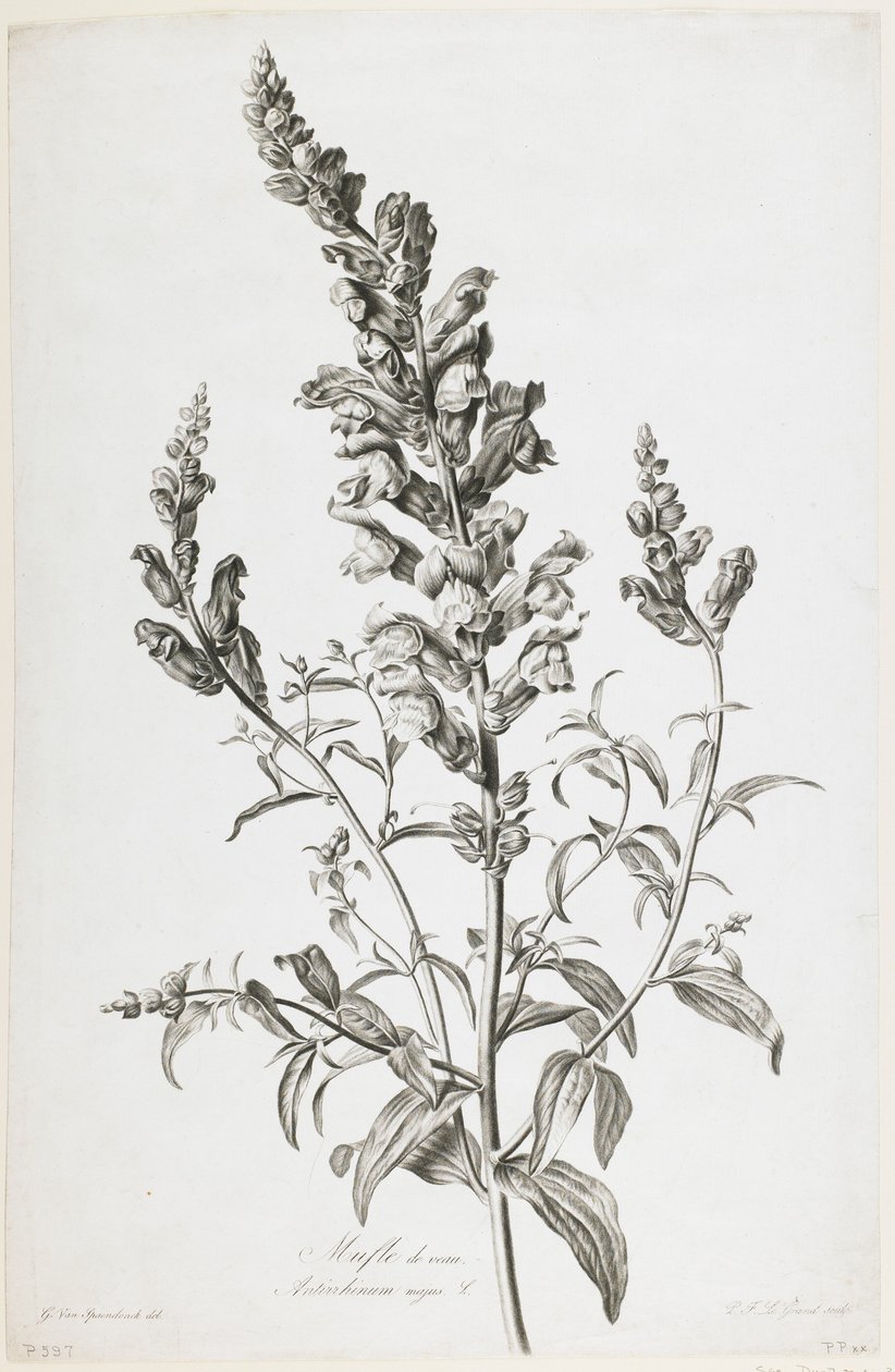Calf Muffin，来自Nature&39;s Drawn Flowers，c.1800（点画雕刻） 作者 杰拉德范斯潘东克