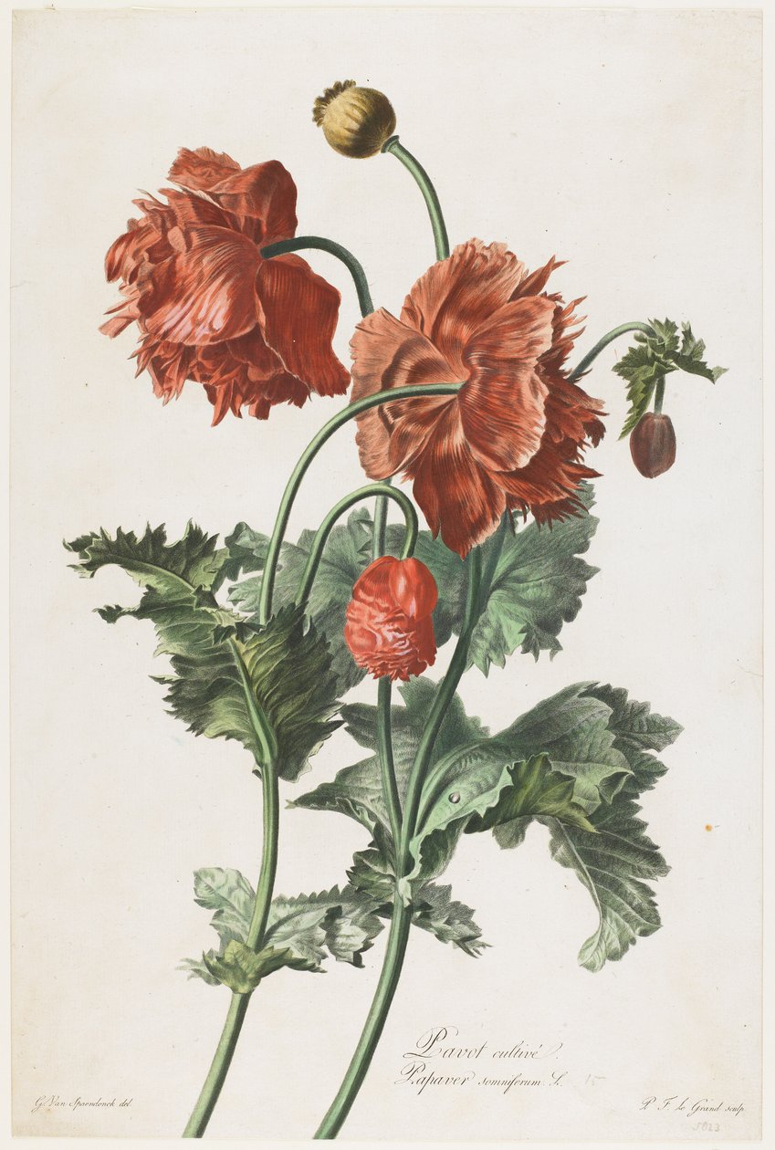 罂粟种植，来自自然花卉绘画，c.1800（手工彩色点画雕刻） 作者 杰拉德范斯潘东克