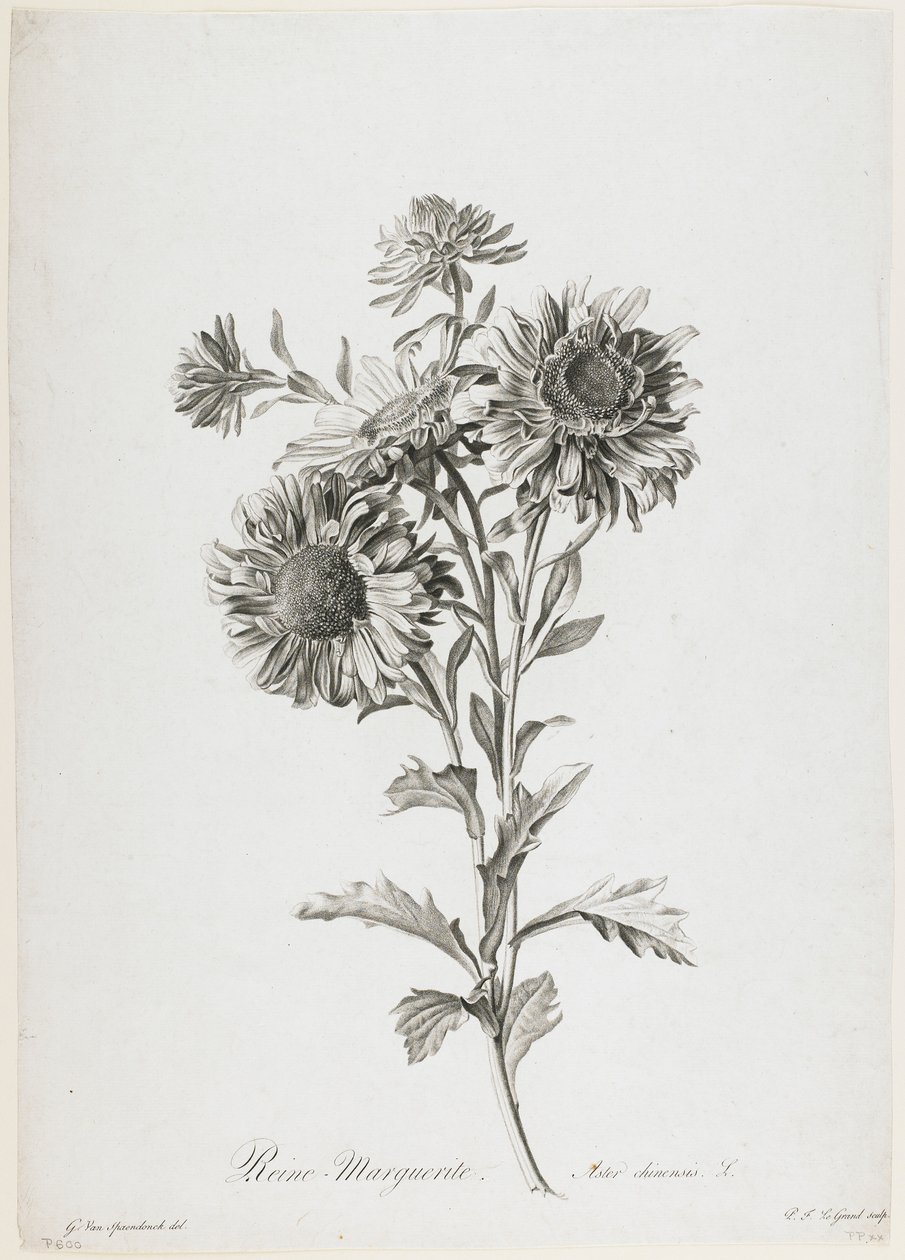 玛格丽特女王，来自自然界的鲜花，c.1800（点画雕刻） 作者 杰拉德范斯潘东克