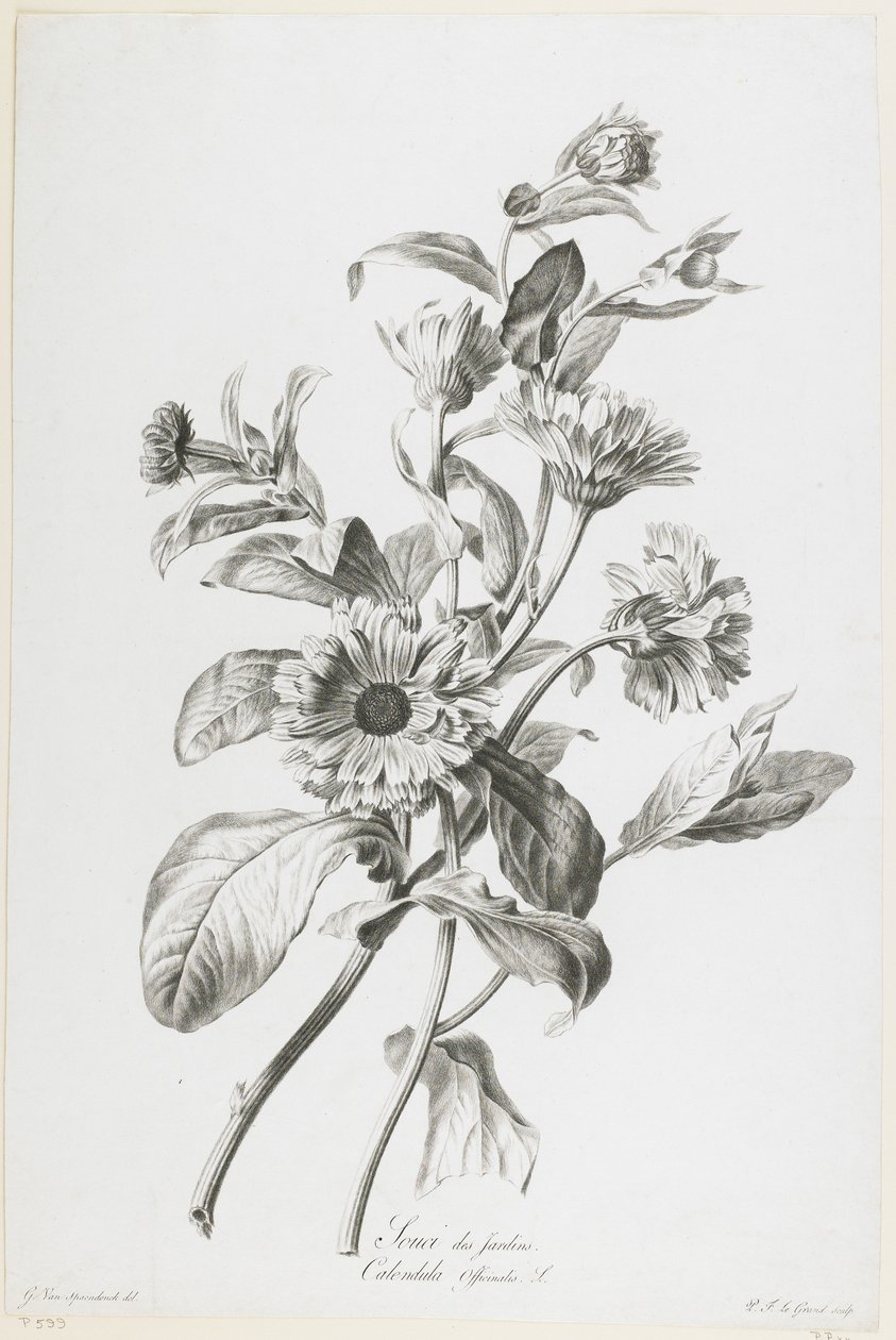 花园护理，来自Nature Drawn Flowers，c.1800（点画雕刻） 作者 杰拉德范斯潘东克