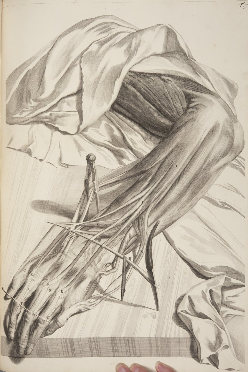 人体解剖学的Govard Bidloo，1685 作者 热拉尔·德·莱瑞斯