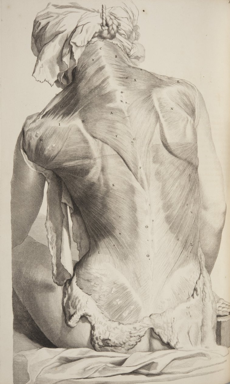 人体解剖学的Govard Bidloo，1685 作者 热拉尔·德·莱瑞斯