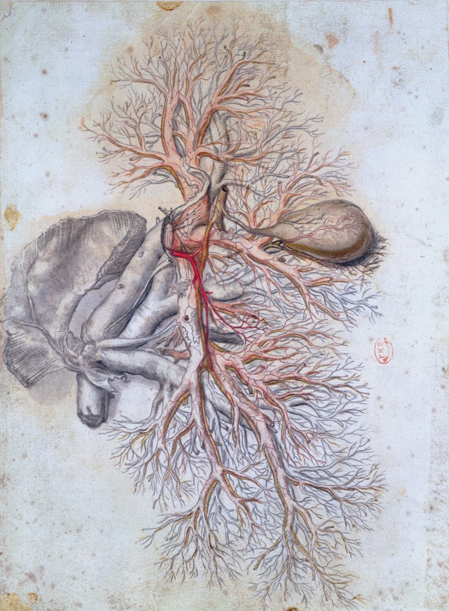 肝脏和胆囊的血管，来自Anatomia Humani Corporis by Govard Bidloo（1649-1713）c.1685 作者 热拉尔·德·莱瑞斯