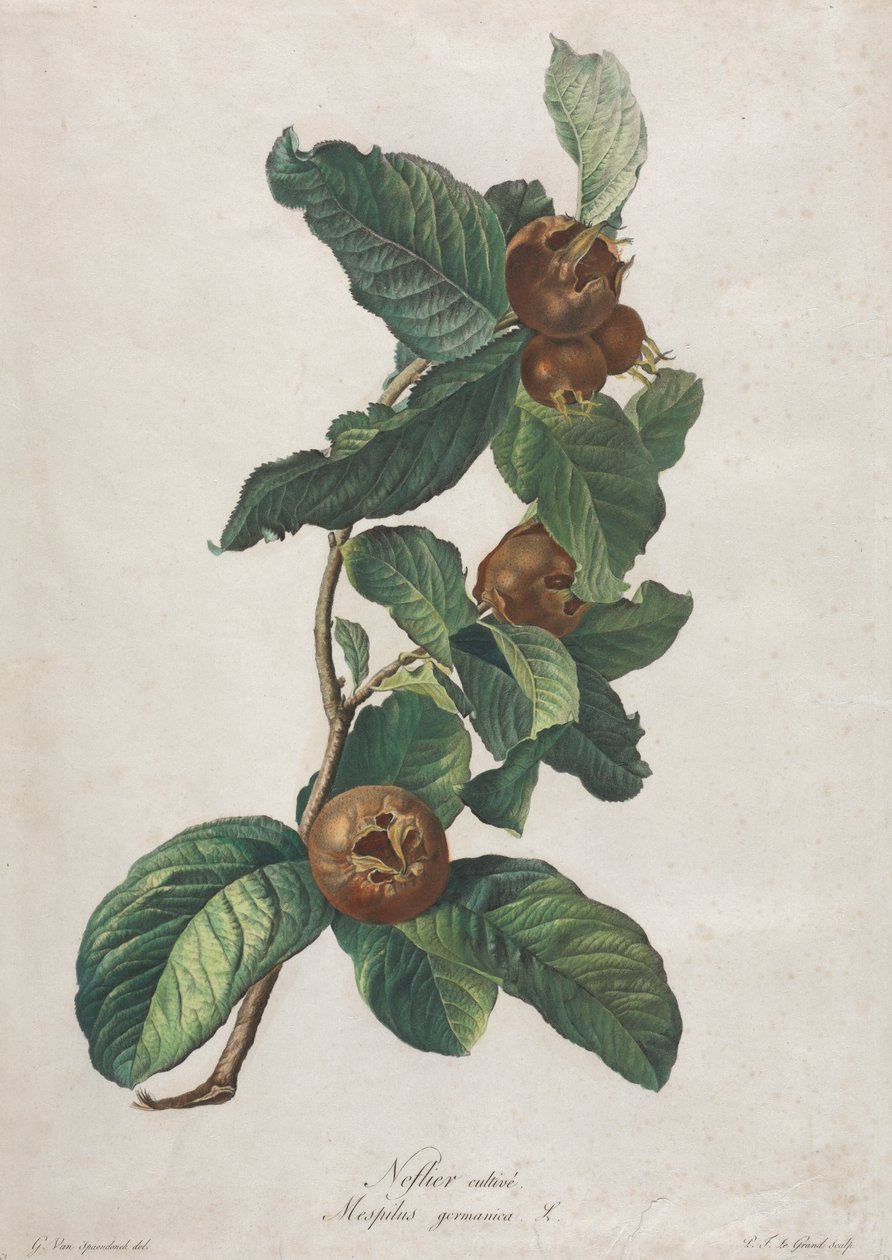 栽培枫杨（Mespilus germanica） 作者 杰拉德范斯潘东克