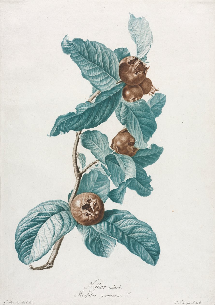 栽培的枸杞Mespilus germanica，c。 1800。 作者 杰拉德范斯潘东克