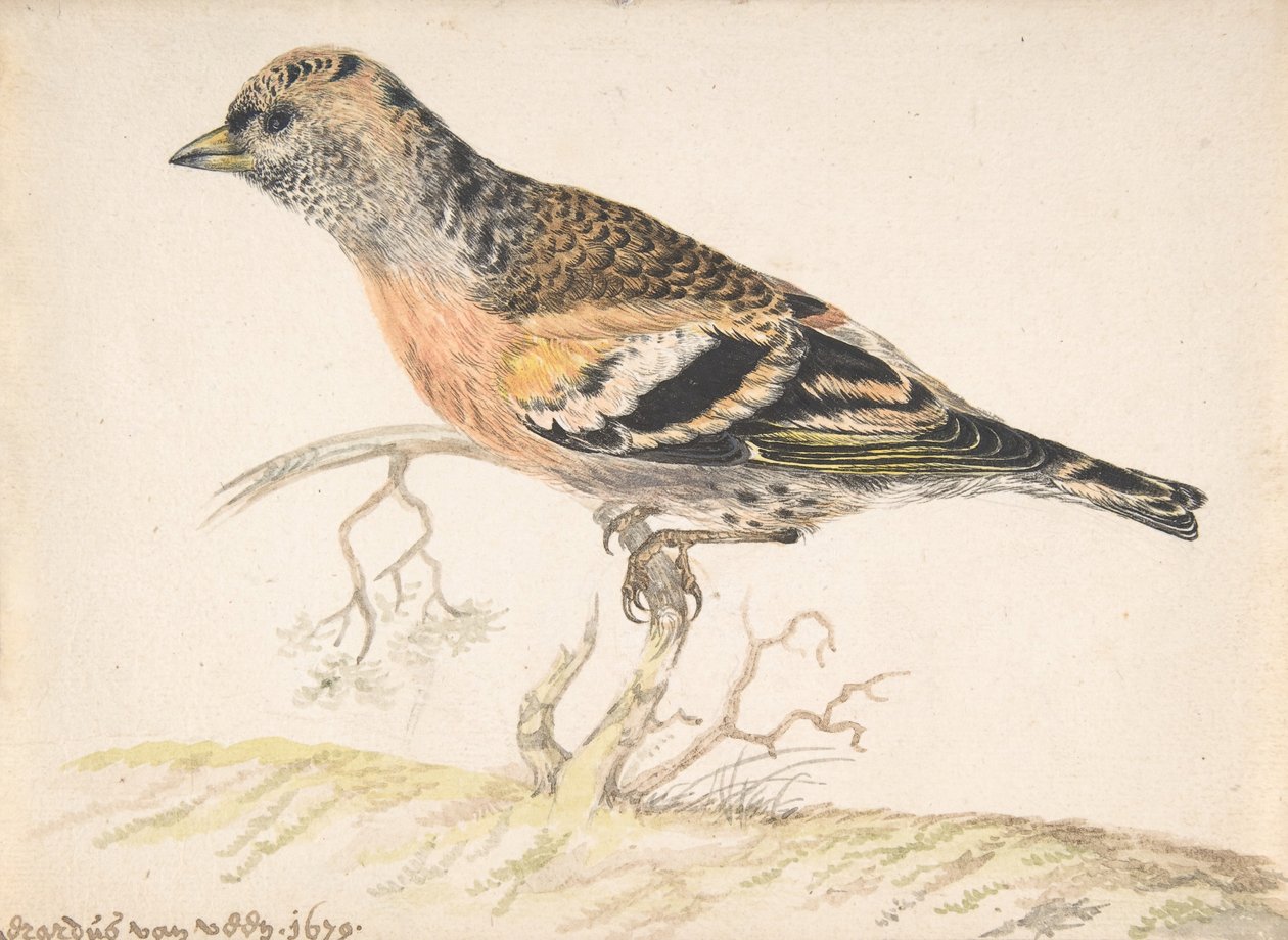 Bramling Fringilla Montifringilla, 1679. 作者 杰拉杜斯·范·维恩