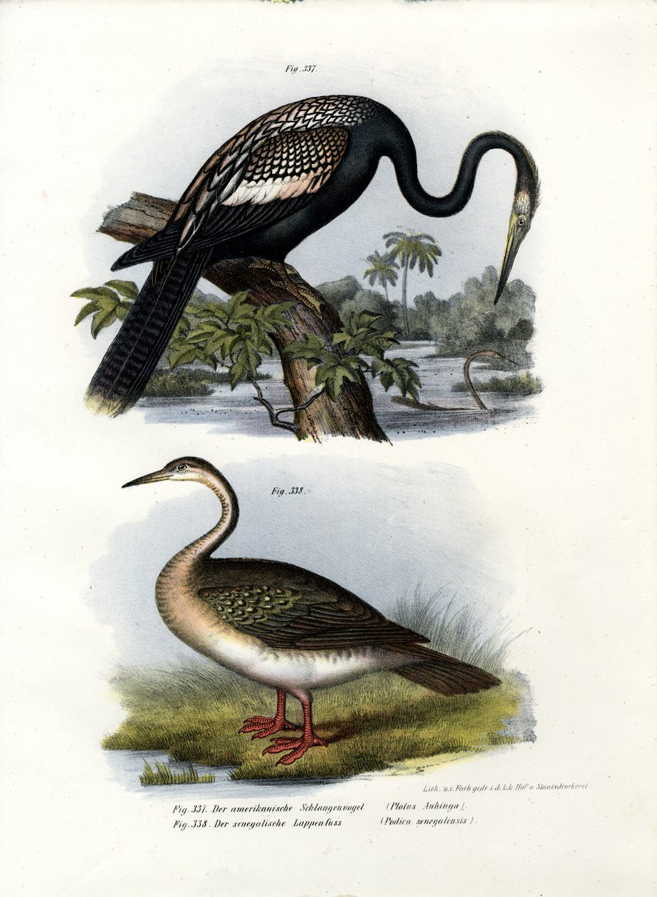 Anhinga，1864 作者 德国学校