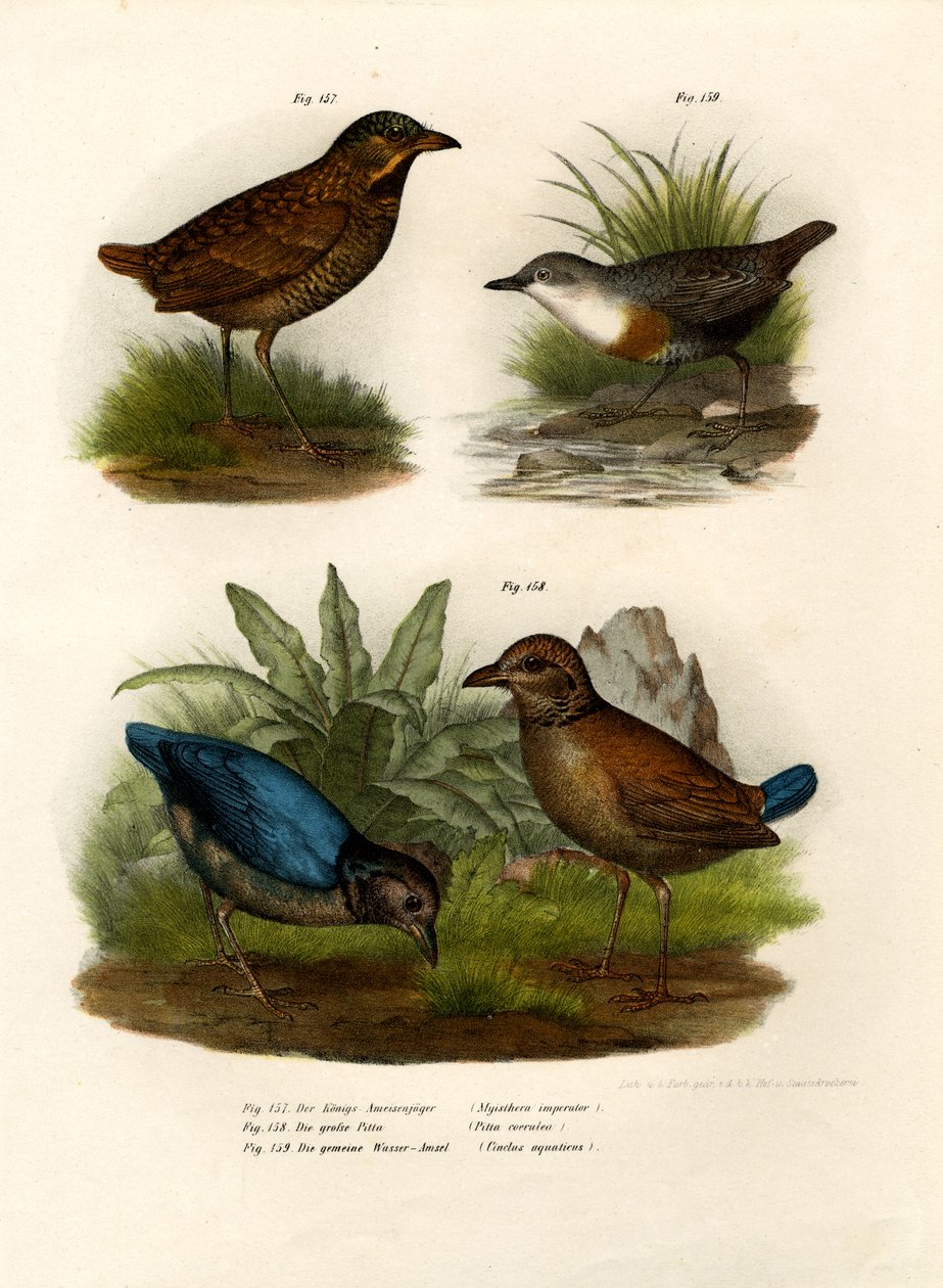 Antpitta，1864年 作者 德国学校