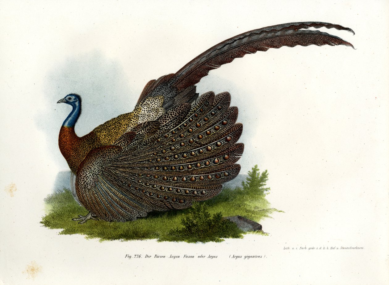 Argus Pheasant，1864 作者 德国学校