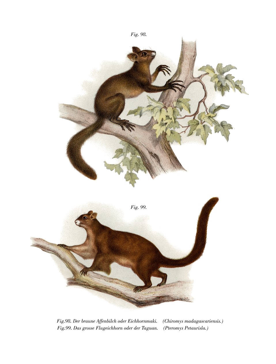 Aye-Aye，1860 作者 德国学校