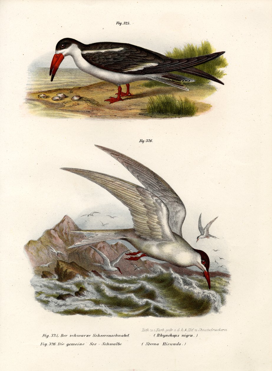 Black Skimmer，1864 作者 德国学校