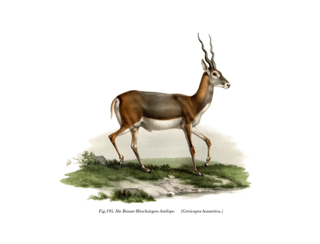 Blackbuck，1860年 作者 德国学校