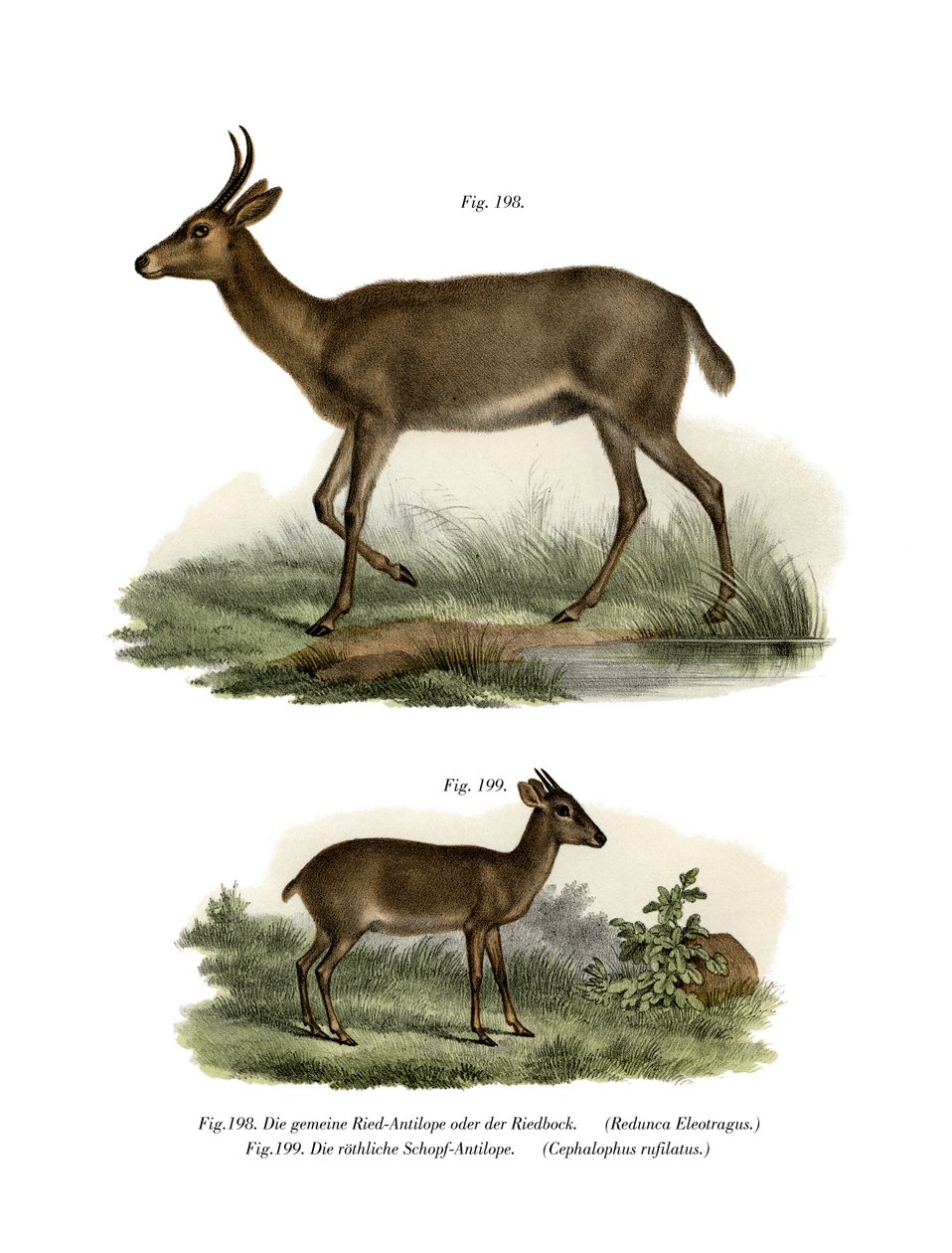 Bohor Reedbuck，1860年 作者 德国学校