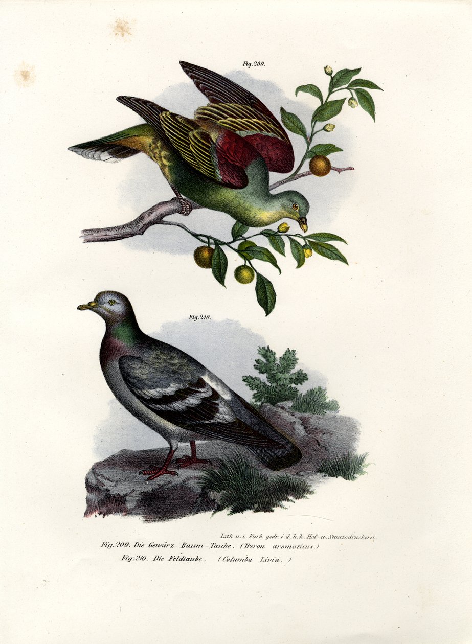 Buru Green Pigeon，1864 作者 德国学校