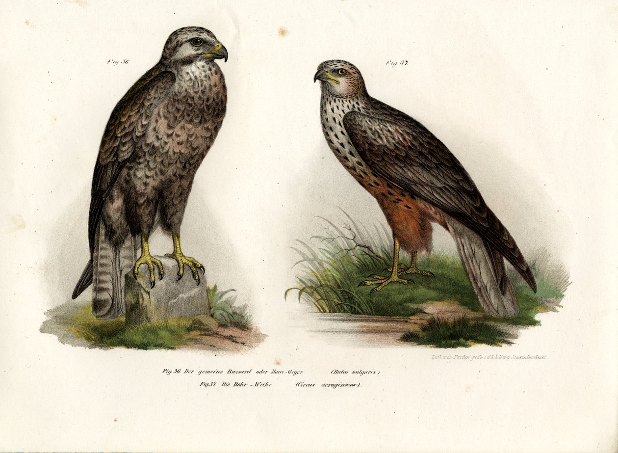 Buzzard，1864年 作者 德国学校