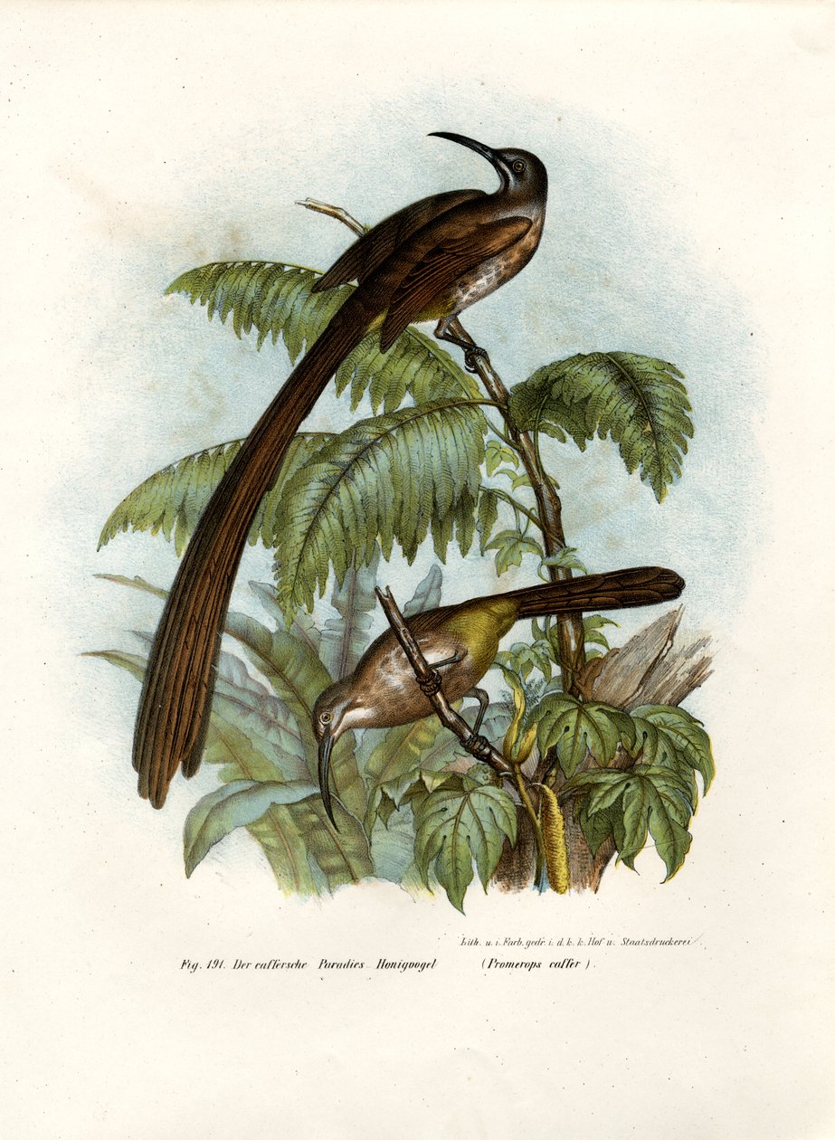 Cape Sugarbird，1864 作者 德国学校
