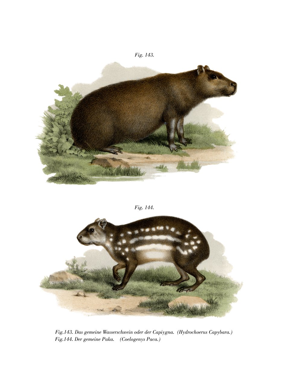 Capybara，1860 作者 德国学校