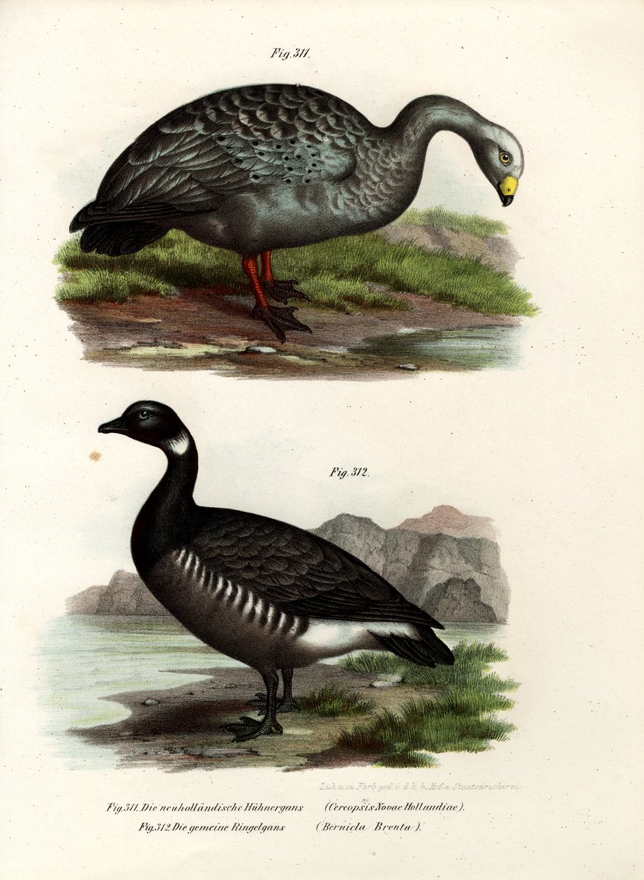 Cereopsis Goose，1864 作者 德国学校