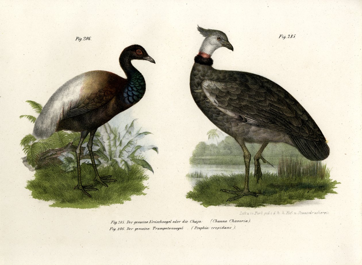 Chaja Bird，1864 作者 德国学校