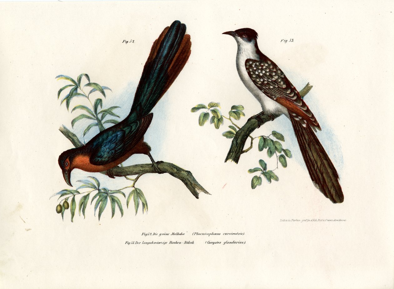 板栗胸Malkoha，1864年 作者 德国学校
