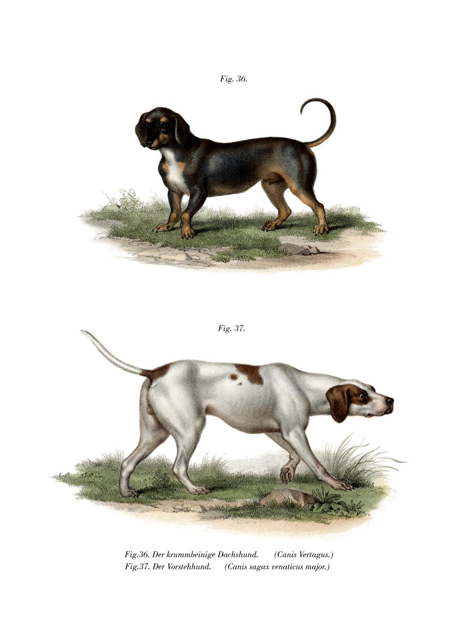 腊肠犬，1860年 作者 德国学校