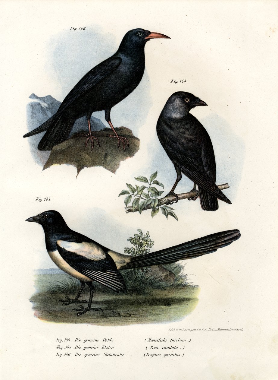 道，1864年 作者 德国学校