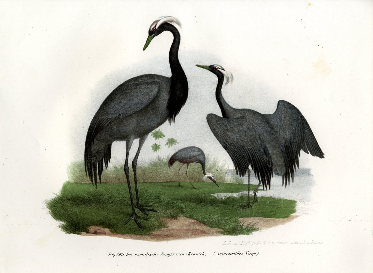 Demoiselle Crane，1864 作者 德国学校