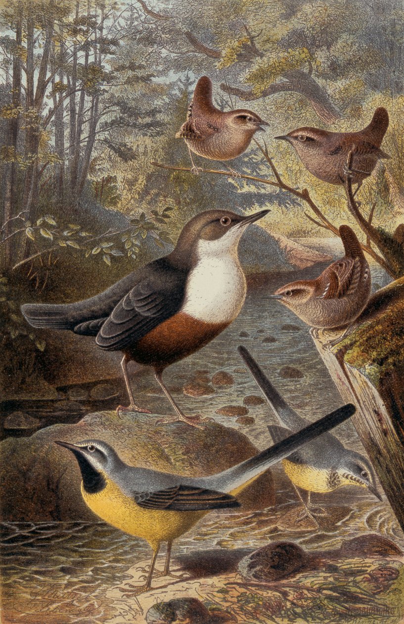 Dipper，Wren和Grey Wagtail，记录来自Brehms Tierleben：Allgemeine Kunde des Tierreichs，vol 4，p。 69，由Bibliographisches Institut，1891出版 作者 德国学校
