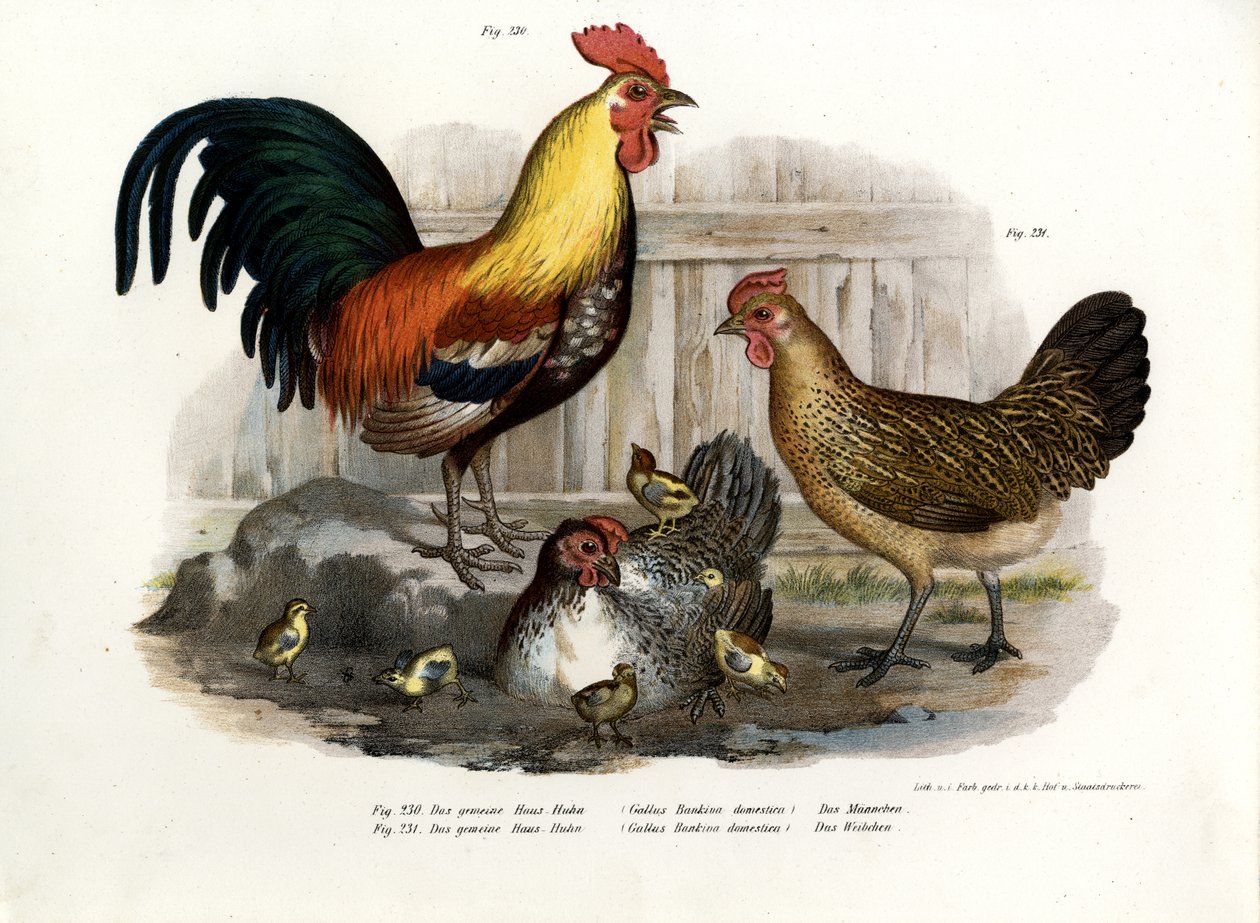 家禽，1864年 作者 德国学校