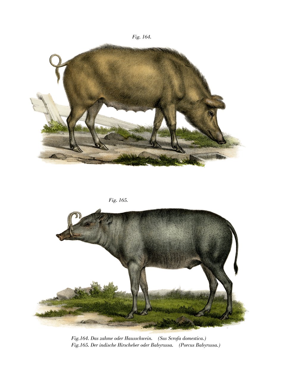 家猪，1860年 作者 德国学校