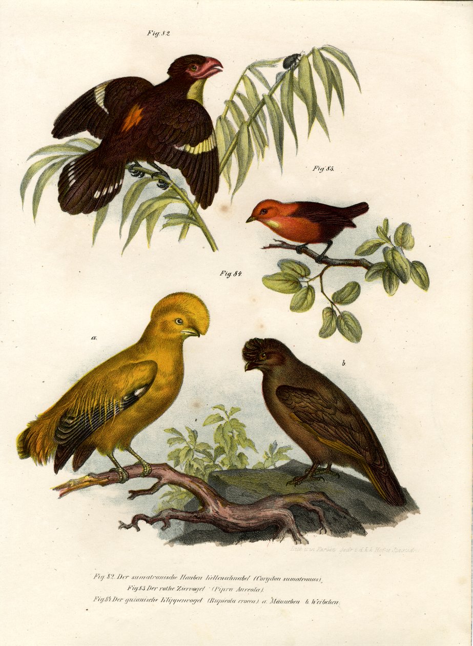Dusky Broadbill，1864年 作者 德国学校