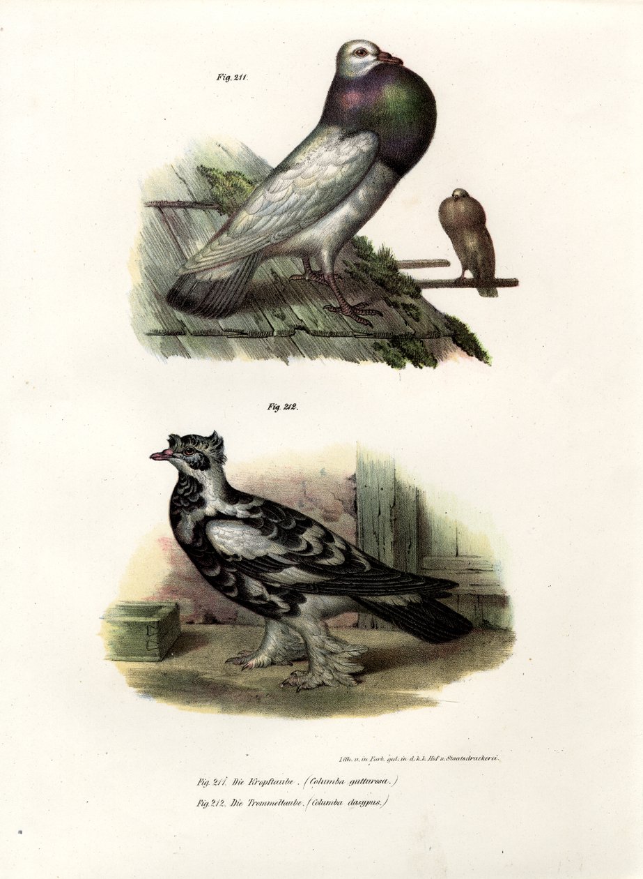 英国Cropper，1864年 作者 德国学校