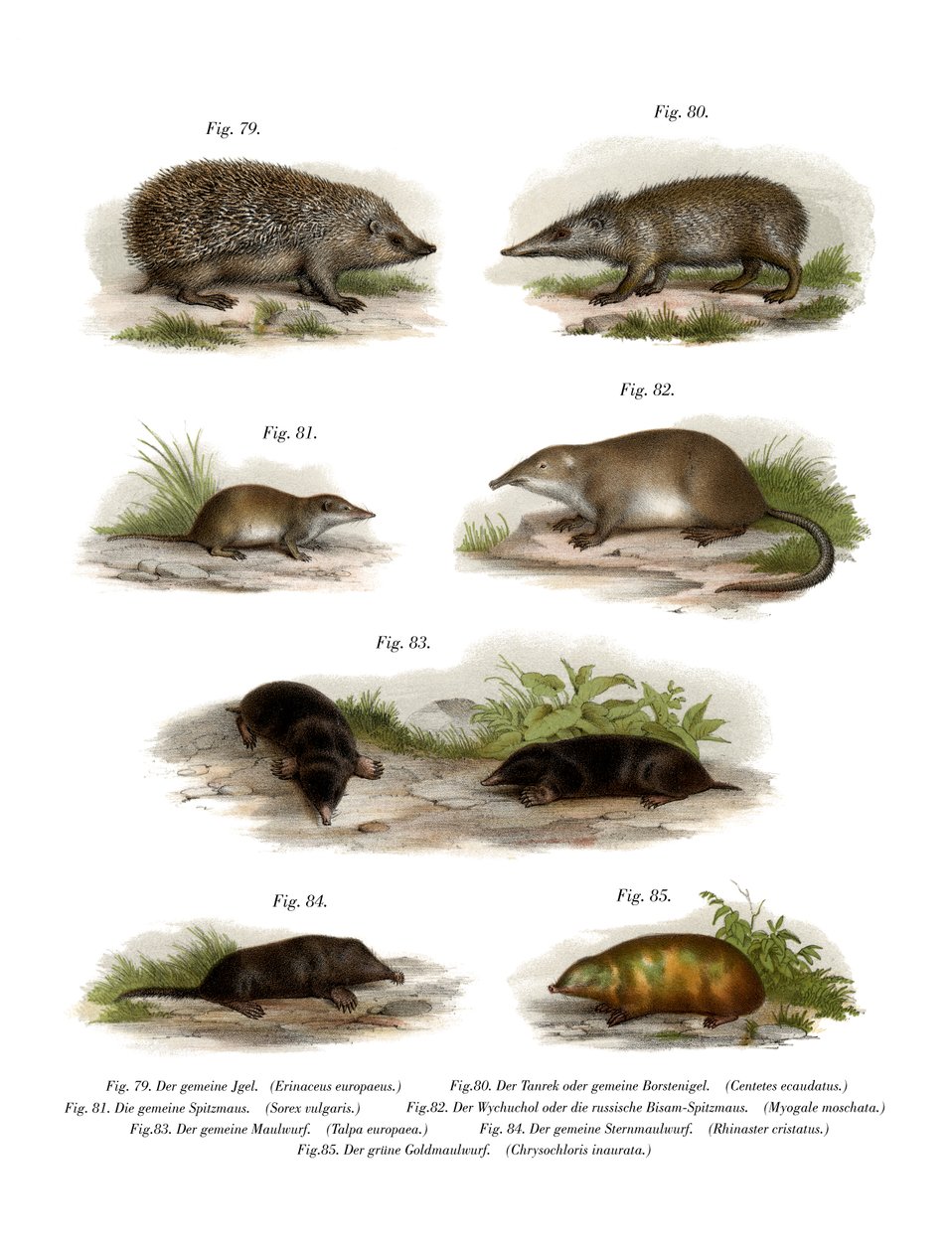 Euroean Hedgehog，1860 作者 德国学校