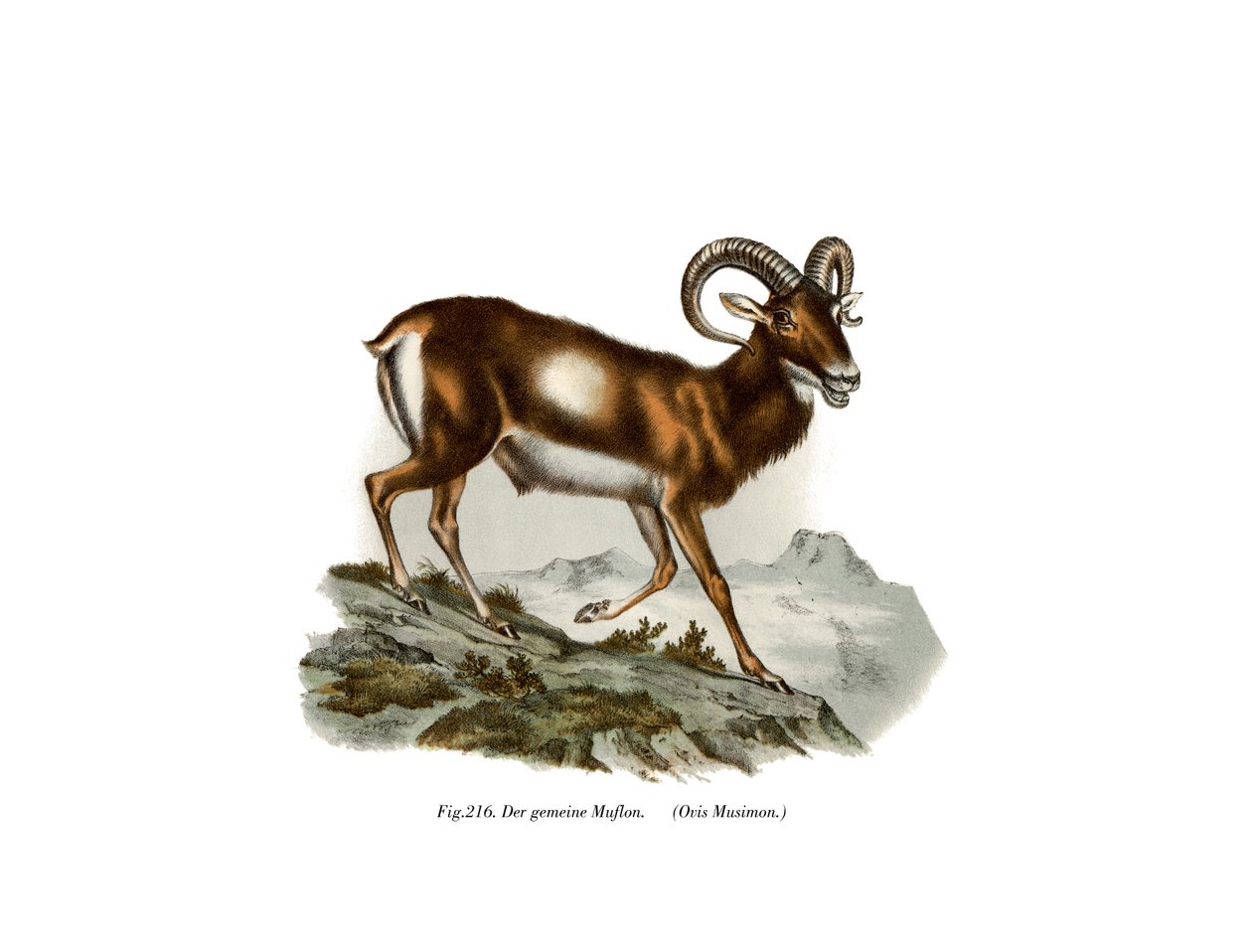 欧洲Mouflon，1860年 作者 德国学校