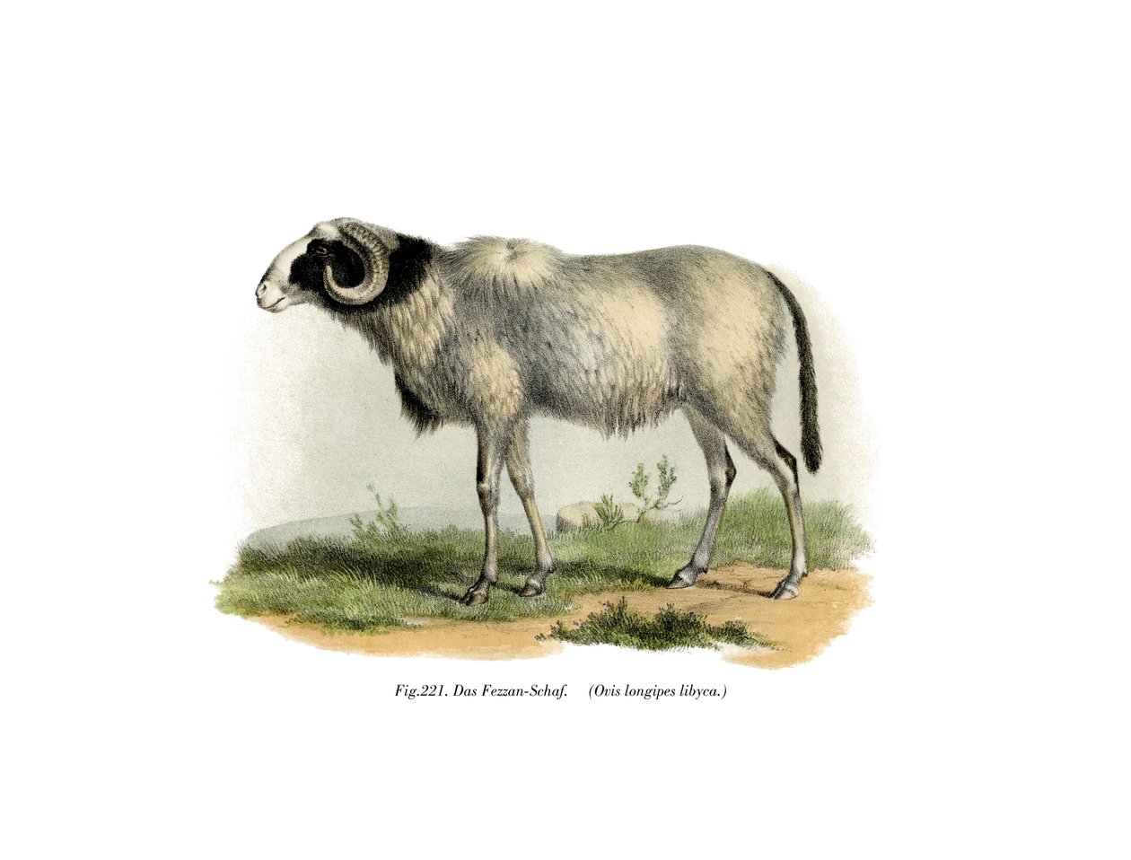 Fezzan-Sheep，1860 作者 德国学校