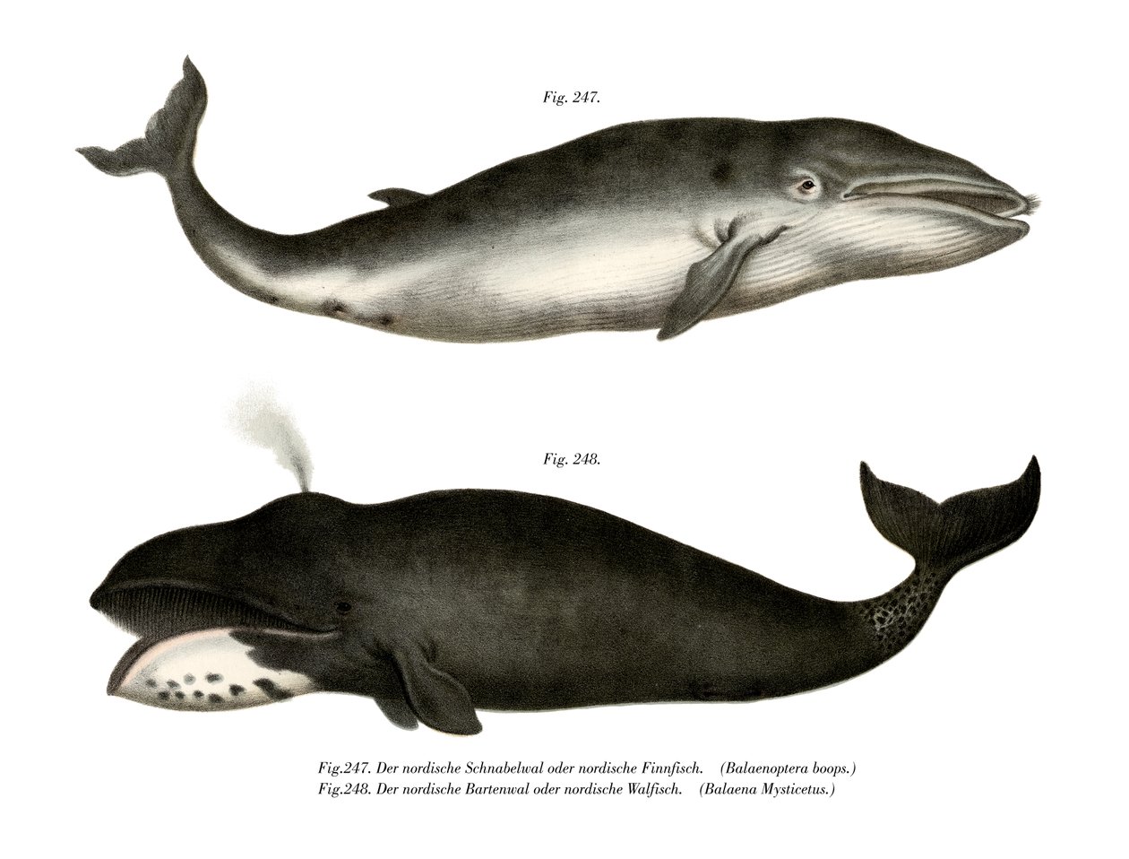 Fin Whale，1860年 作者 德国学校