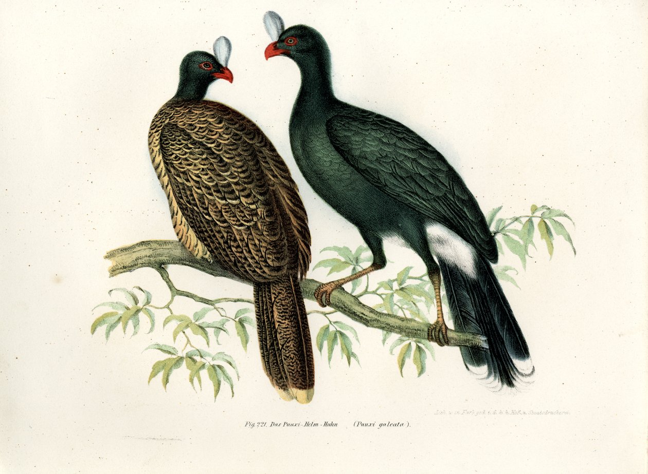 Galeated Curassow，1864 作者 德国学校