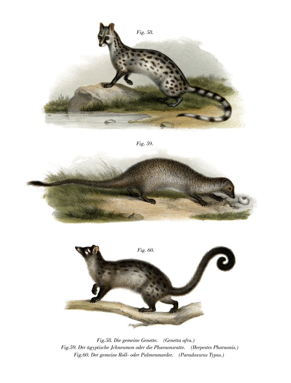 Genet，1860 作者 德国学校