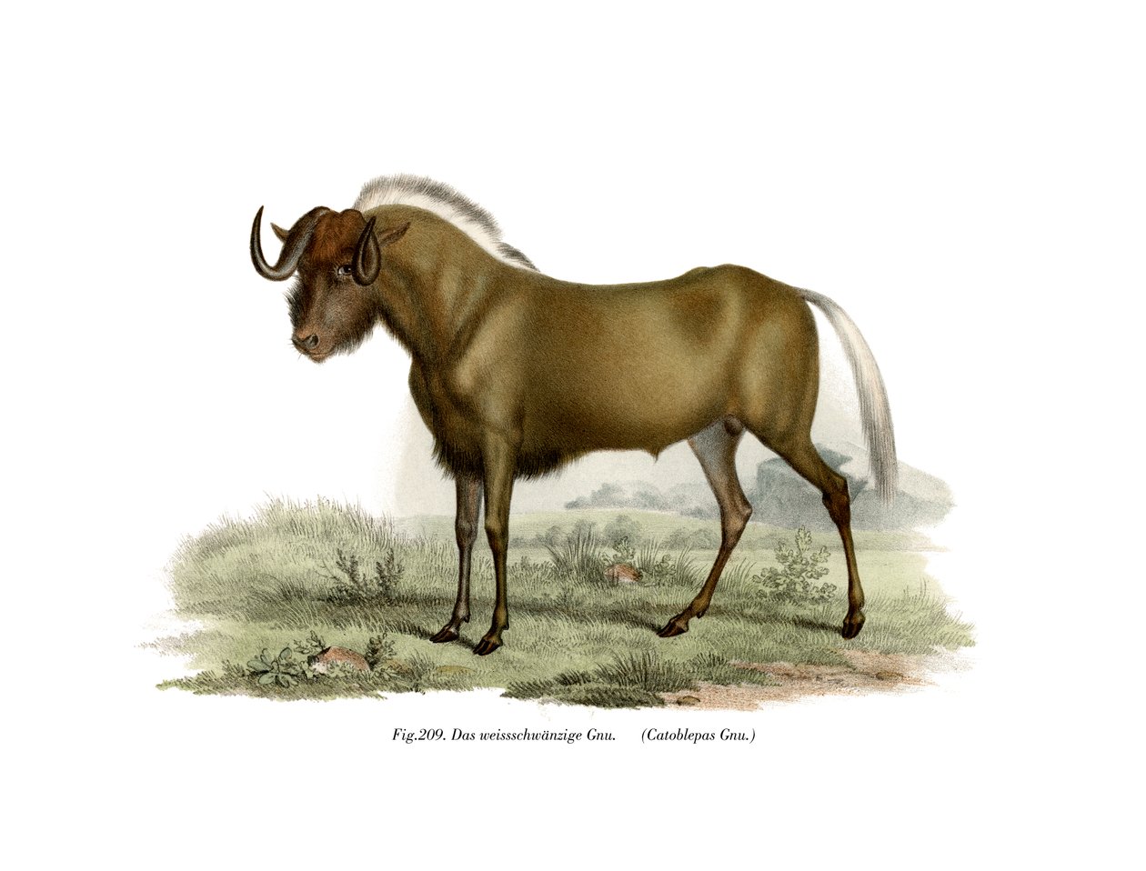 Gnu，1860 作者 德国学校