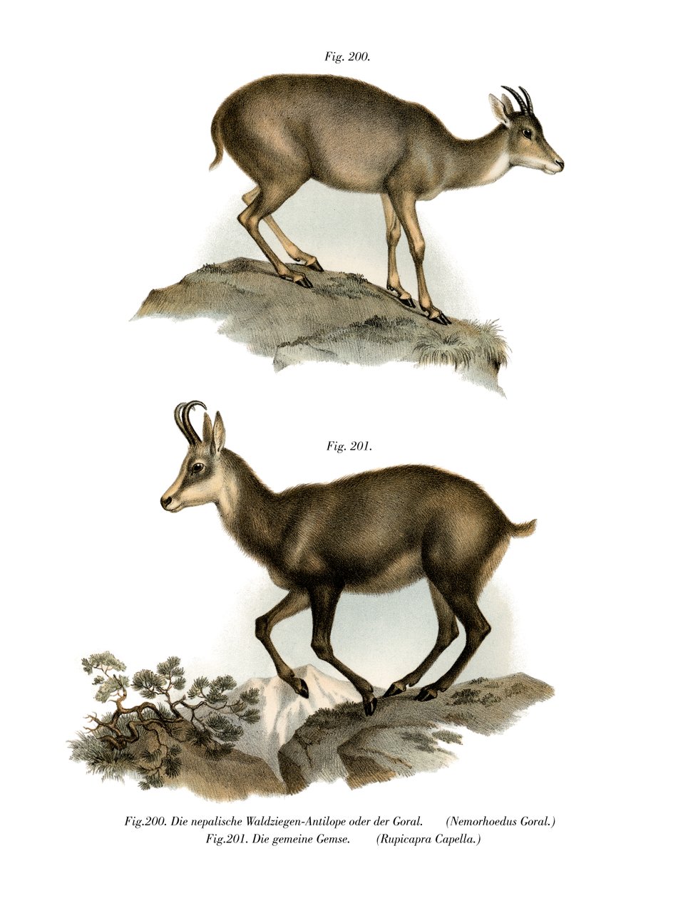 灰色古拉，1860年 作者 德国学校