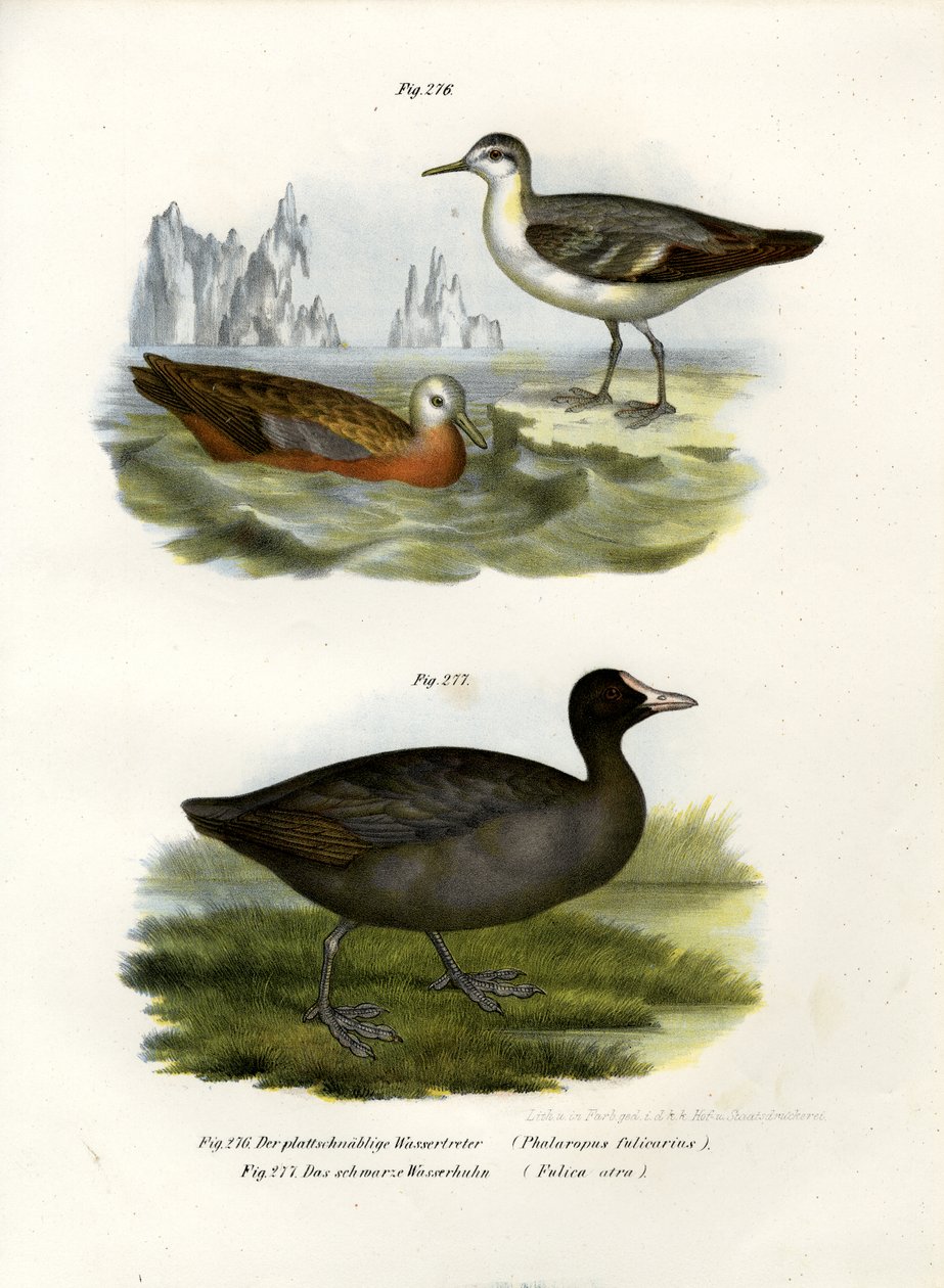 灰色Phalarope，1864年 作者 德国学校