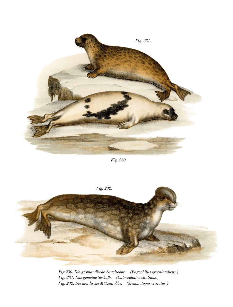 Harp Seal，1860 作者 德国学校