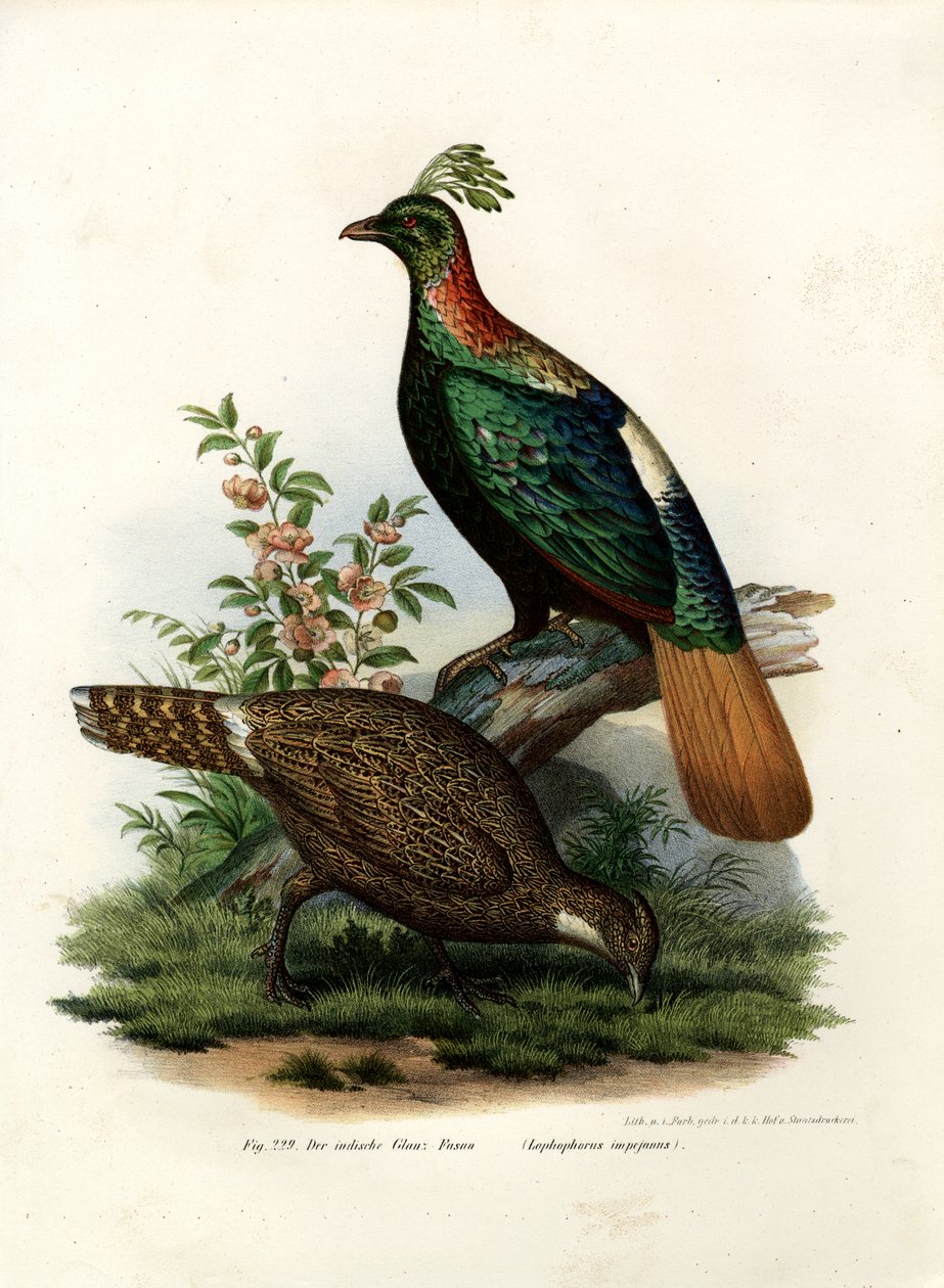 喜马拉雅山脉雉鸡，1864年 作者 德国学校