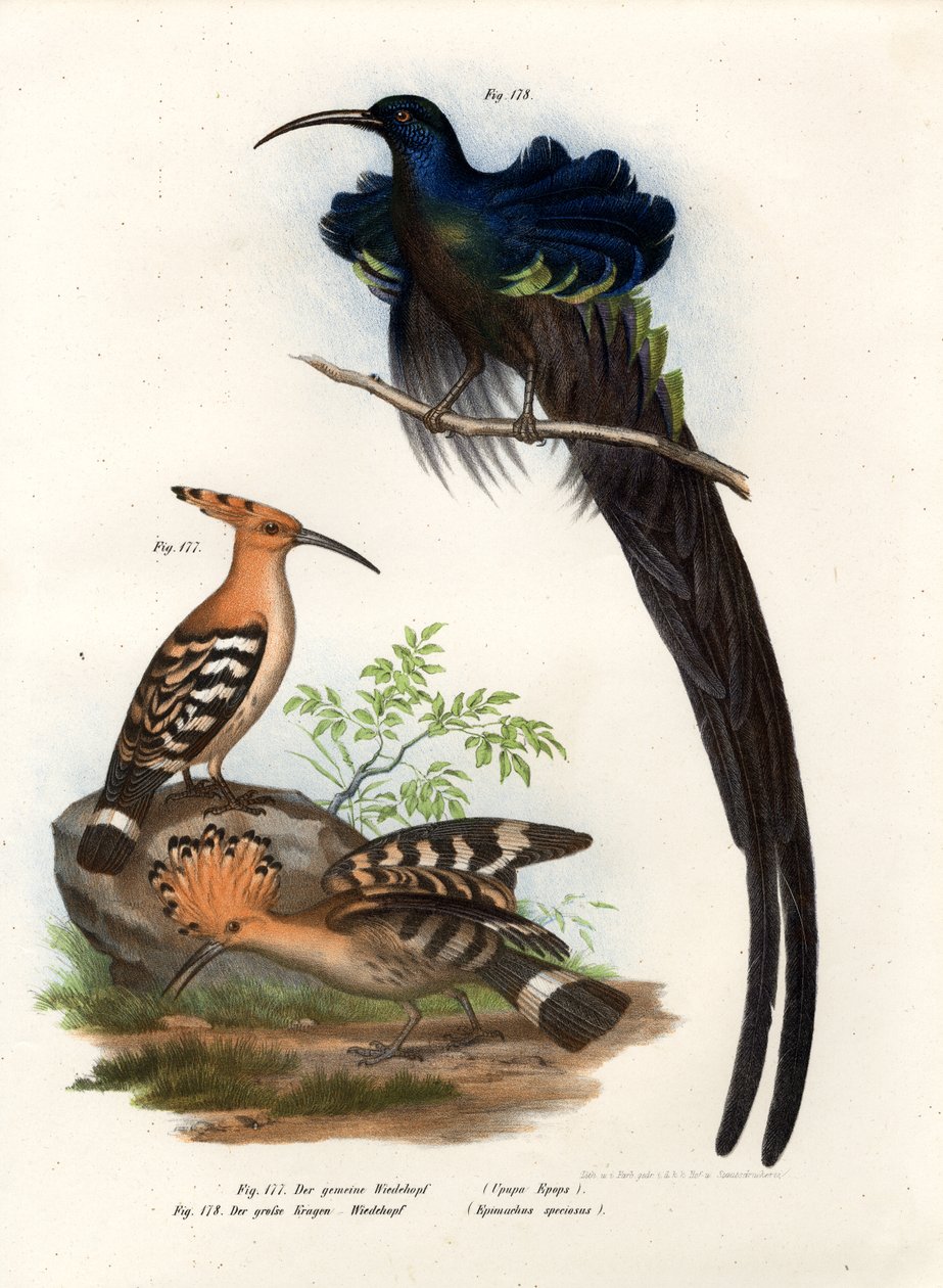 戴胜，1864年 作者 德国学校