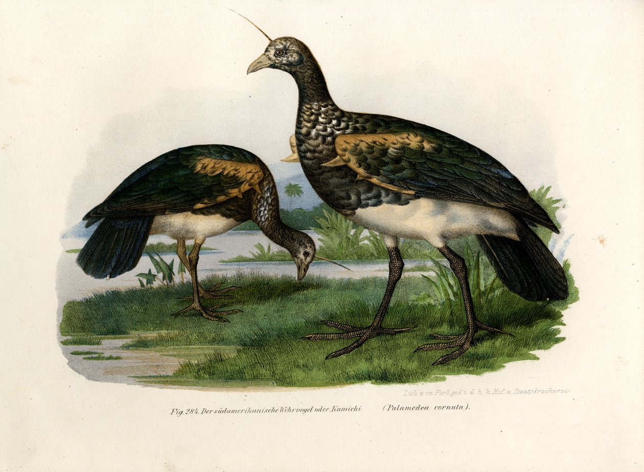 Horned Screamer，1864 作者 德国学校