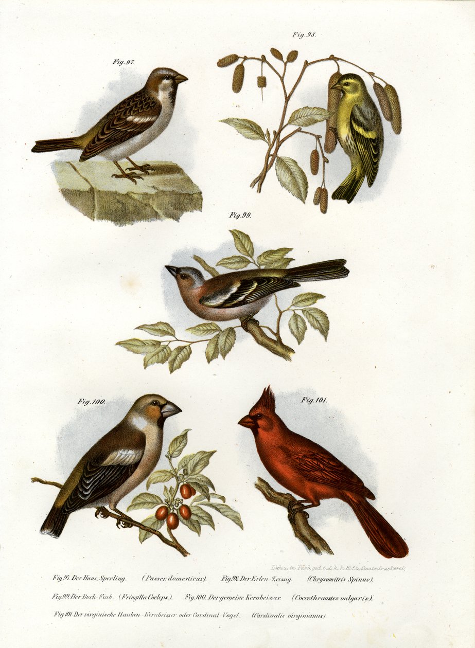 House Sparrow，1864 作者 德国学校