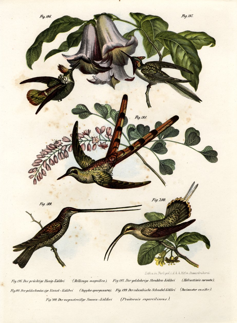 蜂鸟，1864年 作者 德国学校